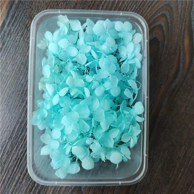 Fleur éternelle d'hortensia Anna préservée sous cloche en verre