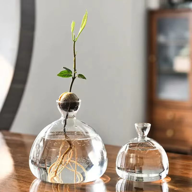 Vase de démarrage de graines d'avocat
