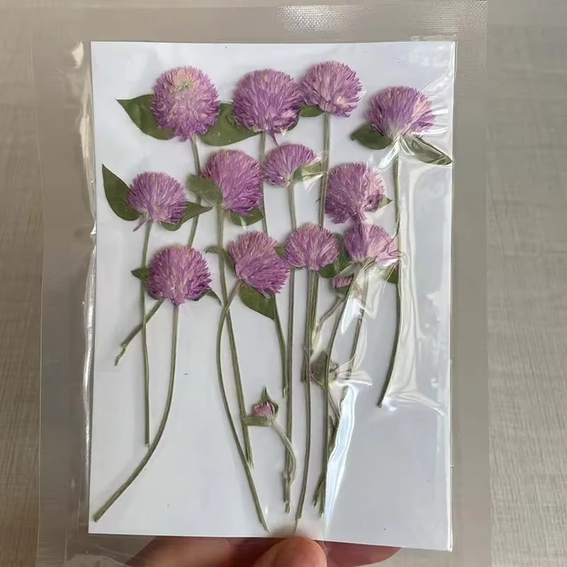 Fleurs Gomphrena séchées pressées naturelles