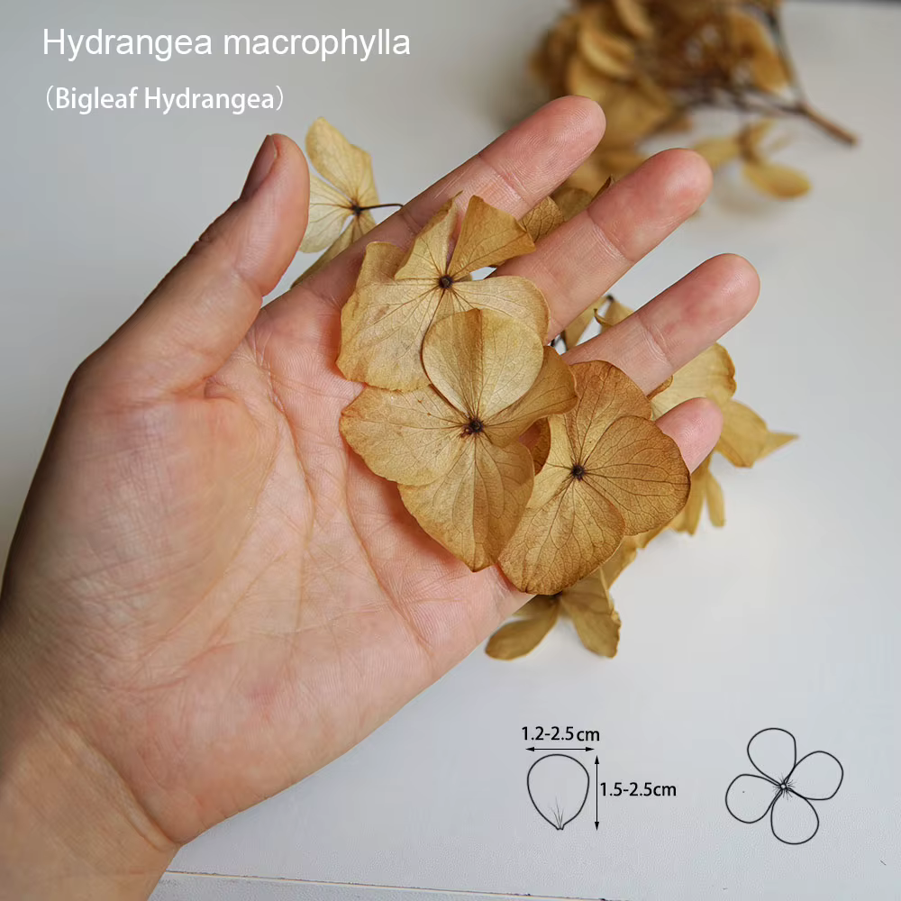 Hortensia gros pétales Macrophylla