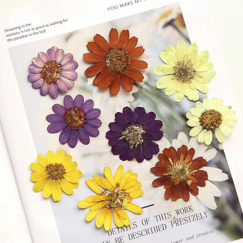 Kit d'art de fleurs pressées réelles