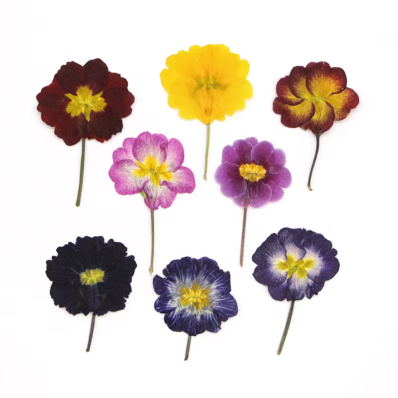 48 pièces de fleurs séchées de primrose européenne