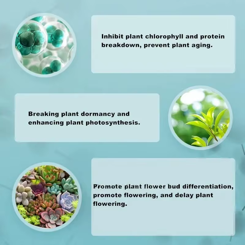 Régulateur de croissance des plantes