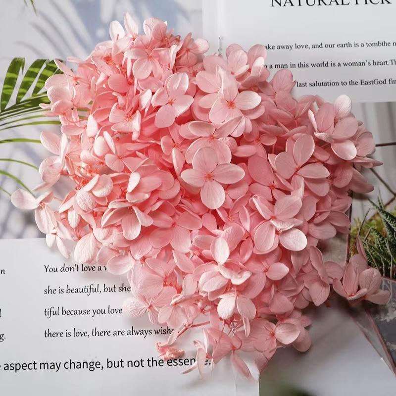 Fleurs d'hortensia Anna de qualité supérieure