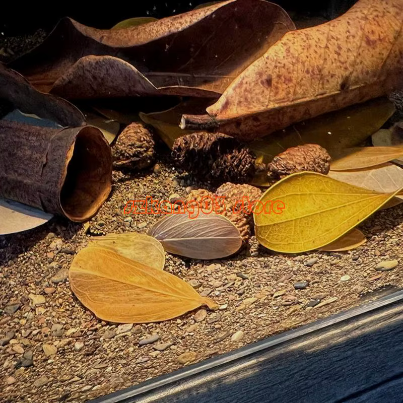 J6pc terminalia catappa foetida quitte les amandes îles Ammandes Feuille poisson Traitements