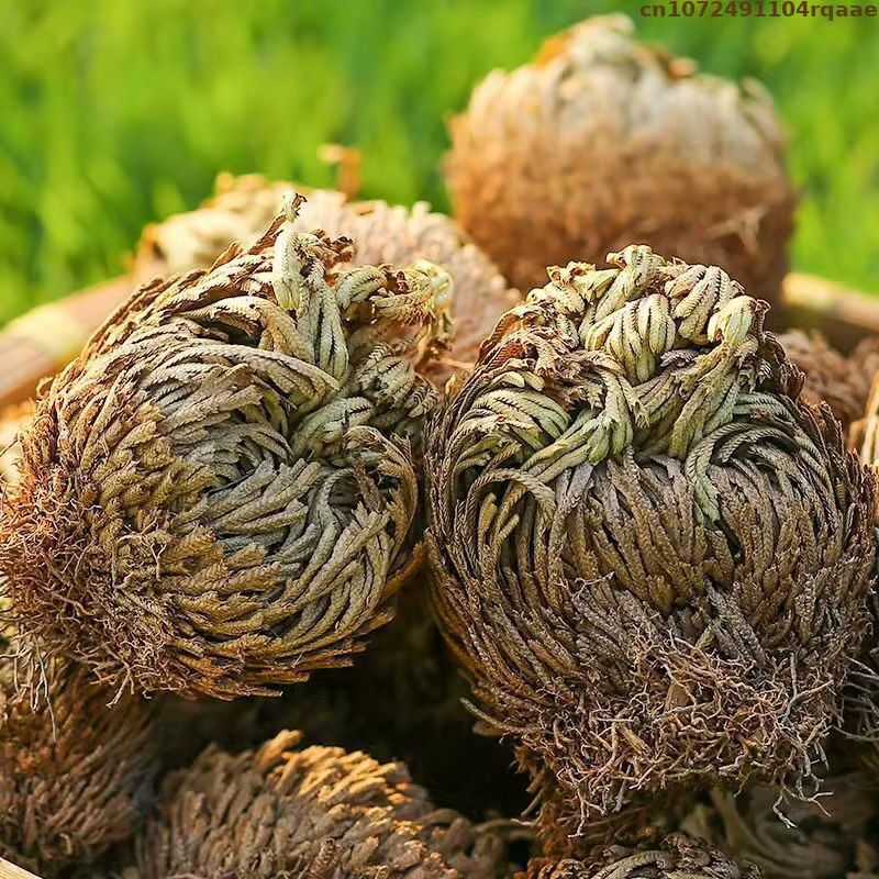Jericho – boules de Selaginella Tamariscina séchées en Rose naturelle