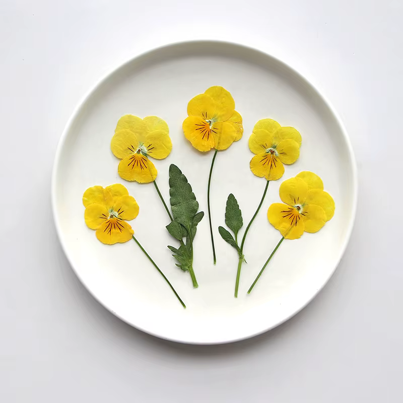 12 pièces/7-10cm, Corydalis coins jaune naturel pressé fleur sèche bricolage signet goutte