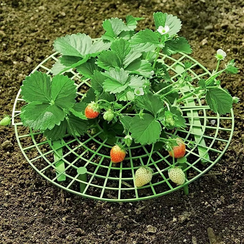 Support de plantation de fraises vertes