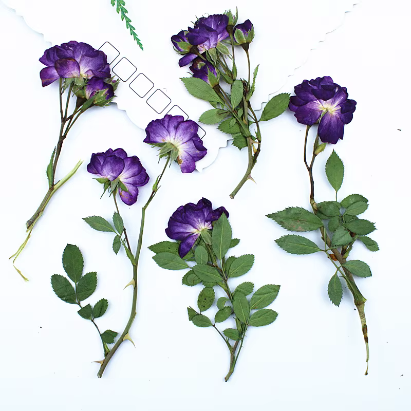 12 pièces, fleurs séchées de roses violettes pressées latéralement avec tiges