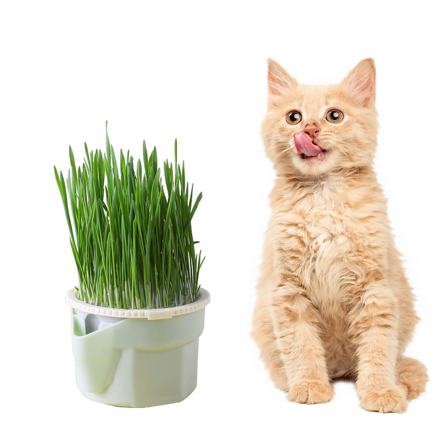 Tasse de plantation d'herbe de chat hiérarchique
