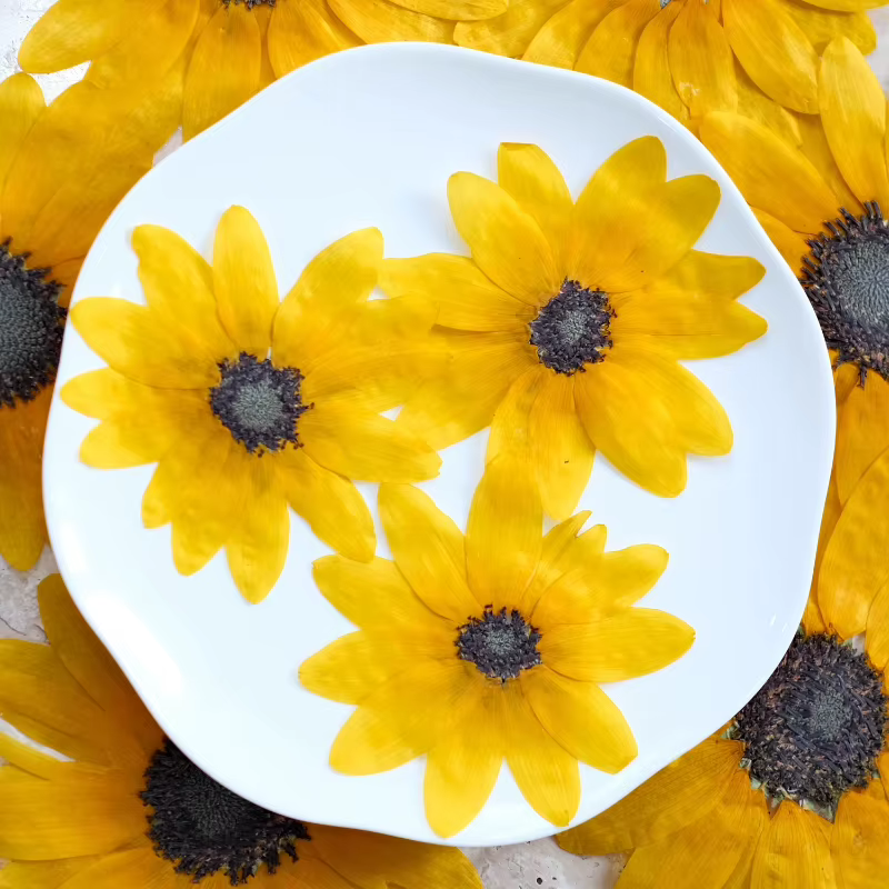 Kit d'artisanat de fleurs sèches de tournesol pressé