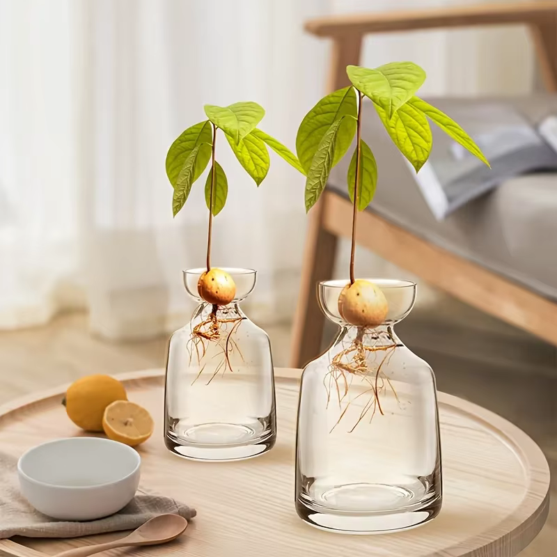 Vase de démarrage de graines d'avocat quatre pièces - Créez votre propre arbre