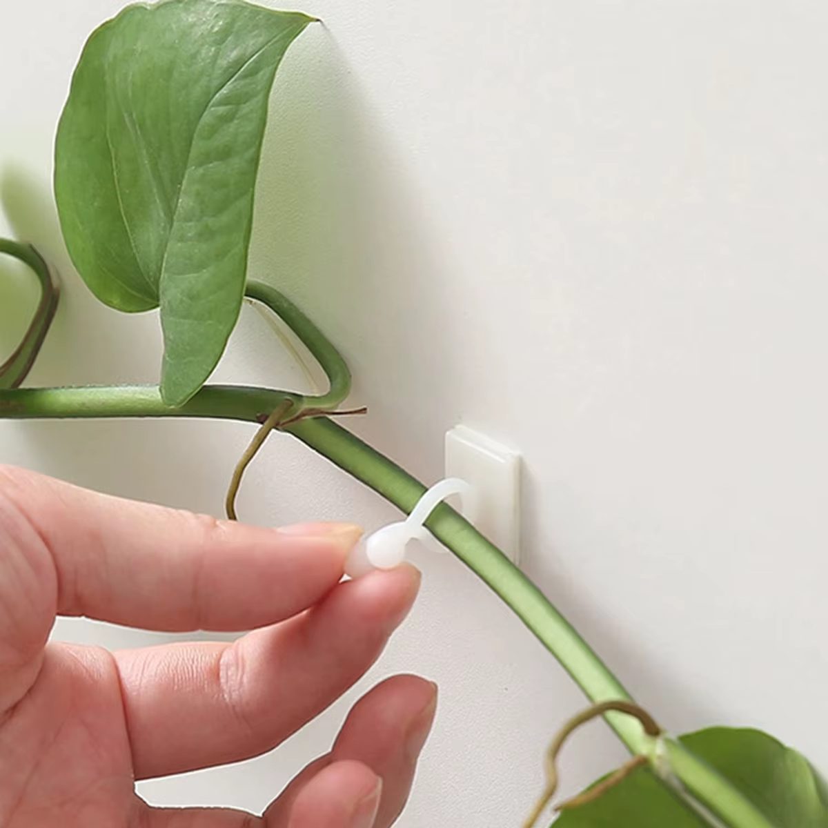 Clips de Fixation Murale en Rotin pour Plantes d'Escalade