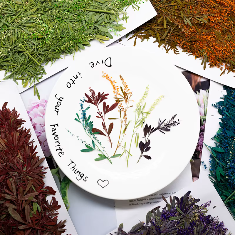 24 pièces, Fleurs de Mélilot Naturelles Pressées