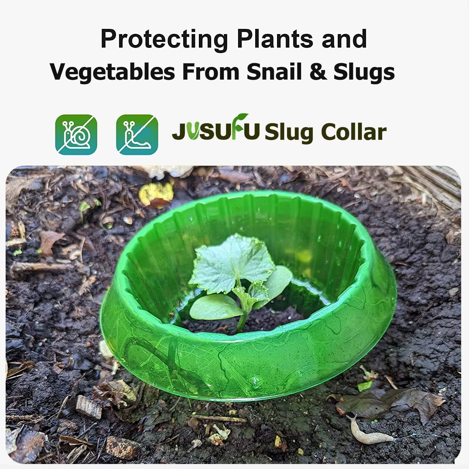1/30 pièces Anneaux de protection anti-légionnaires pour plantes