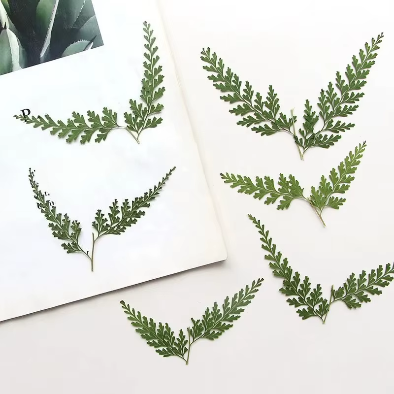 Nature PMurcia Fern Branches