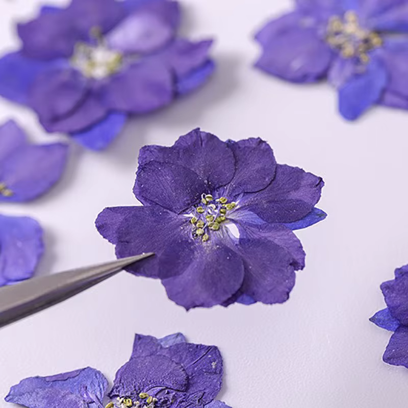 Plantes sèches de fleurs séchées naturelles amusantes