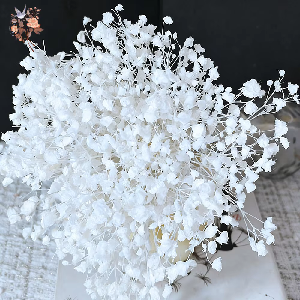 Fleurs de Gypsophile Blanches Séchées Naturelles