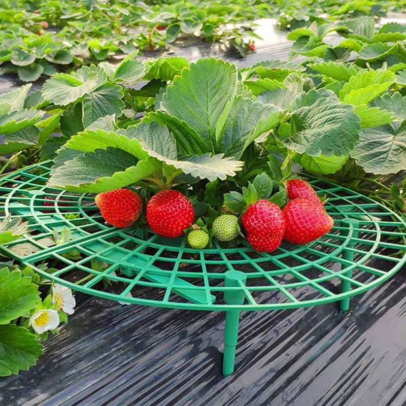 Support de plantes à fraises
