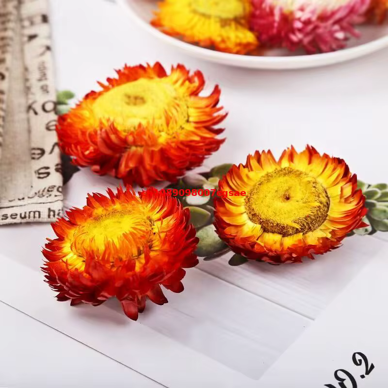 Fleur séchée naturelle d'immortelle de haute qualité