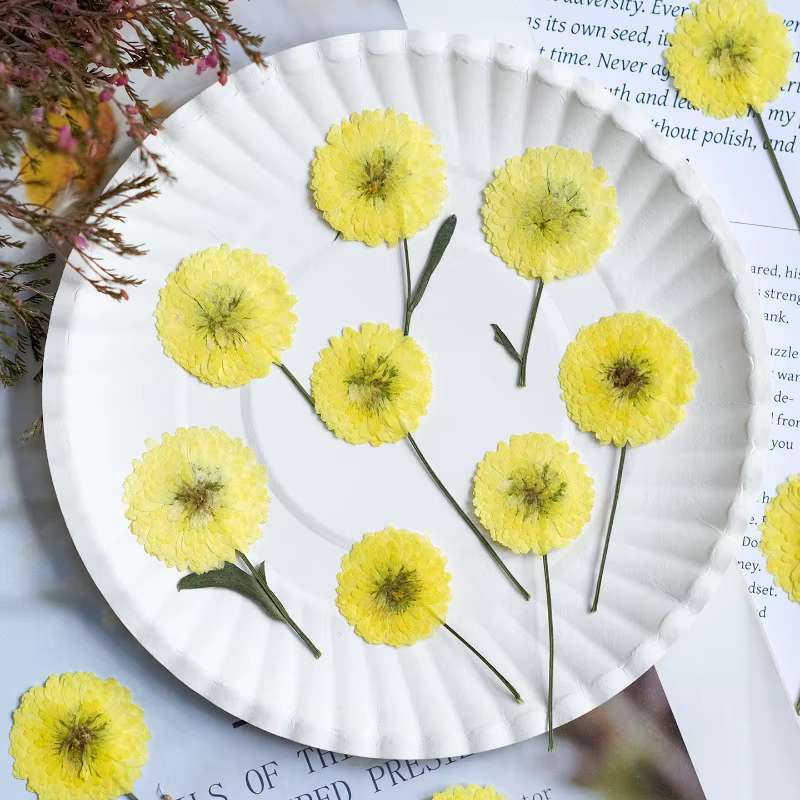 12 pièces/6-9 cm, nature Helichrysum pressé fleurs séchées bricolage bougie résine aromathérapie incrusté plante cadre Photo matériaux artisanaux