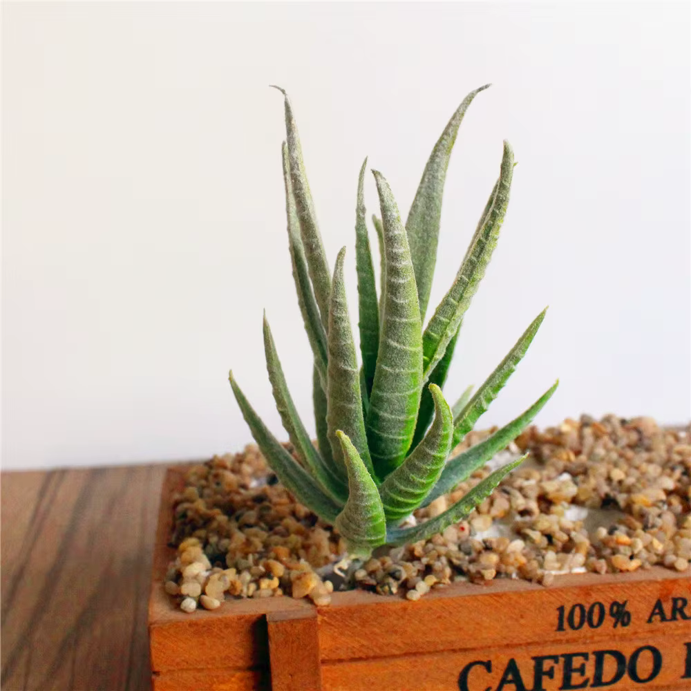 Vert rose jaune zèbre Aloe plantes succulentes artificielles maison jardin décoration bricolage