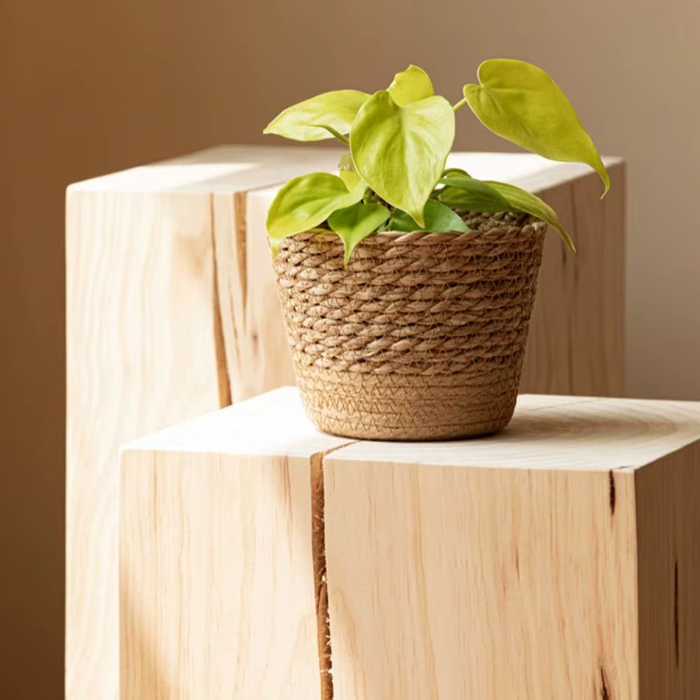 Pot de plantes de fleurs tissées en paille