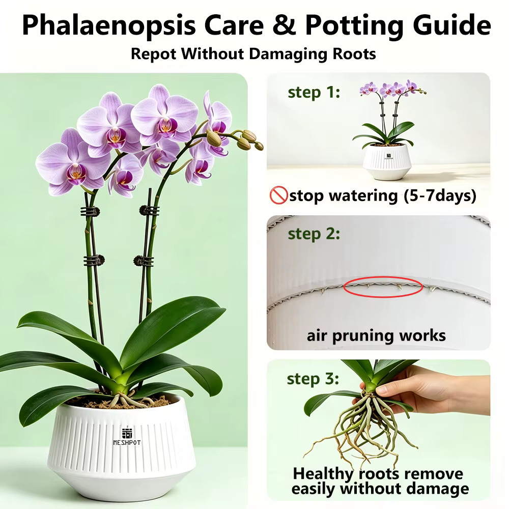Pots d'orchidées en maille avec trous