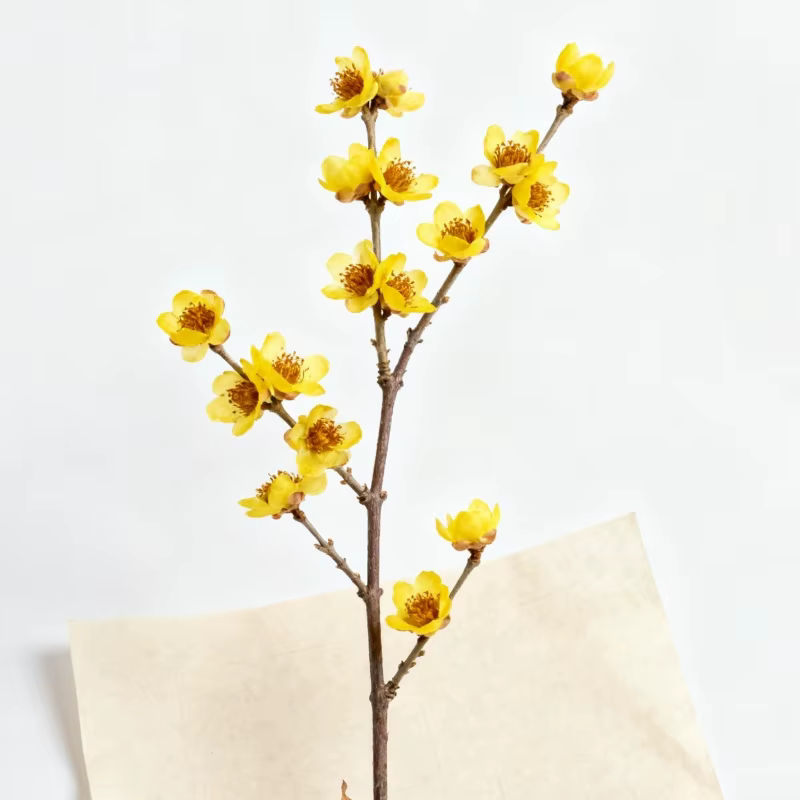 Fleurs séchées d'hiver de qualité