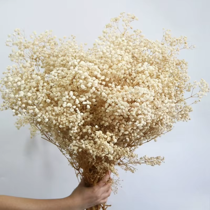 Fleurs conservées séchées fraîches naturelles