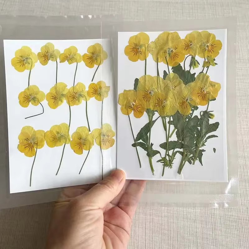 Véritables branches séchées naturelles PMurcia Viola Cornuta Fowers