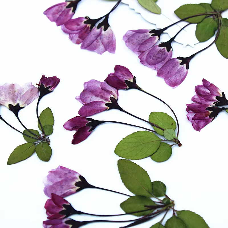 12 Pièces de Fleurs Séchées de Bégonia avec Feuilles pour Remplissage de Moules en Résine Époxy DIY