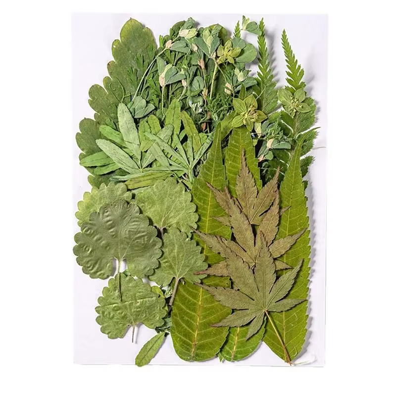 40ja Plante feuilles séchées pressées