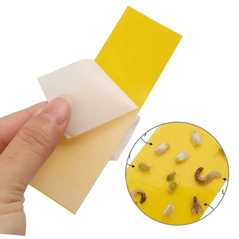 Pièges collants pour insectes 15/60x