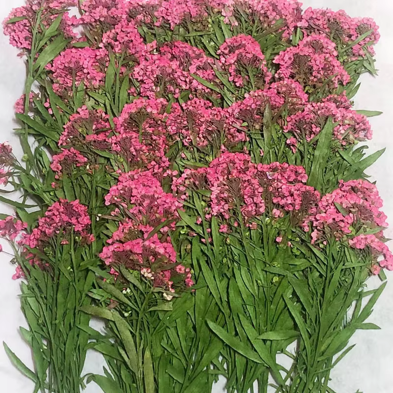 PMurcia-Fleur de Maritima séchée
