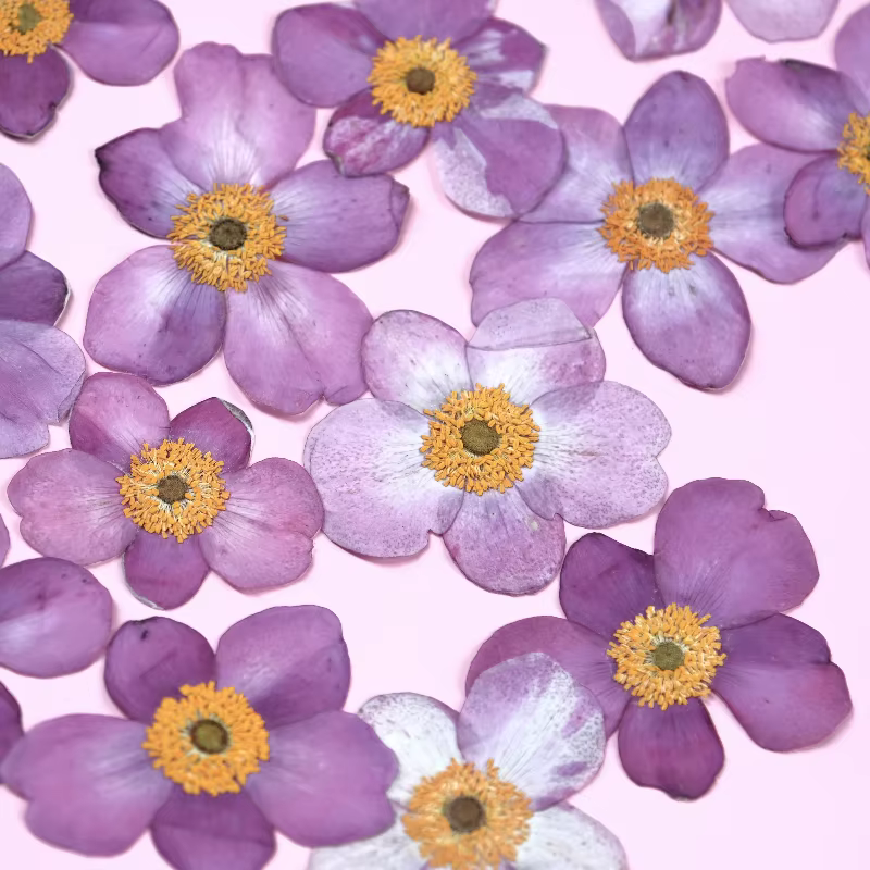 Fleurs séchées pressées en coton sauvage naturel