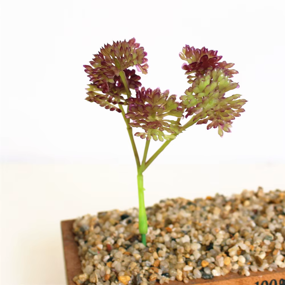 Mini plantes succulentes
