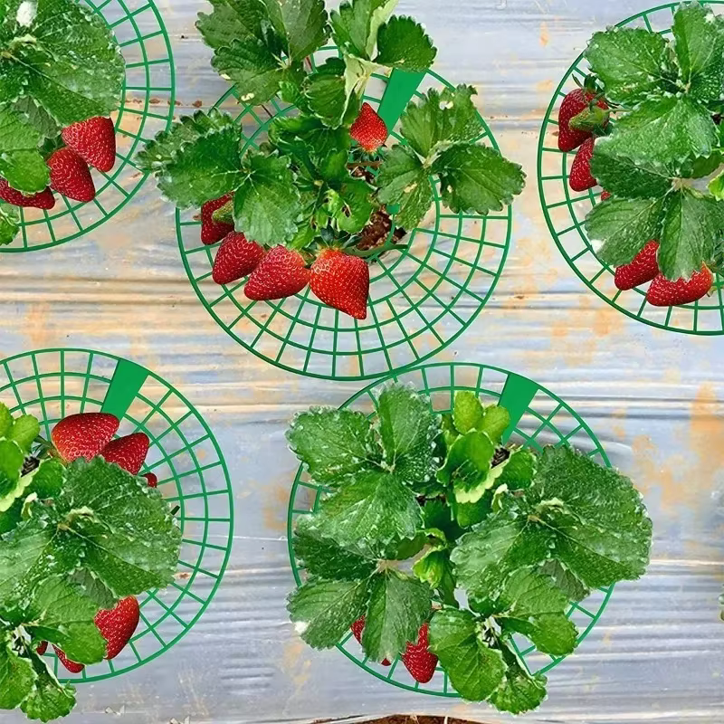 Supports pour plantes à fraises