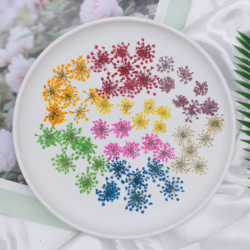 Ensemble de fleurs séchées en dentelle