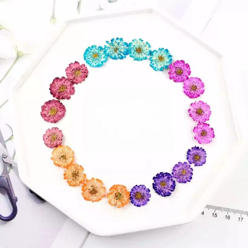 12 pièces/1-2 cm, mini fleurs séchées de marguerite et de camomille pressées