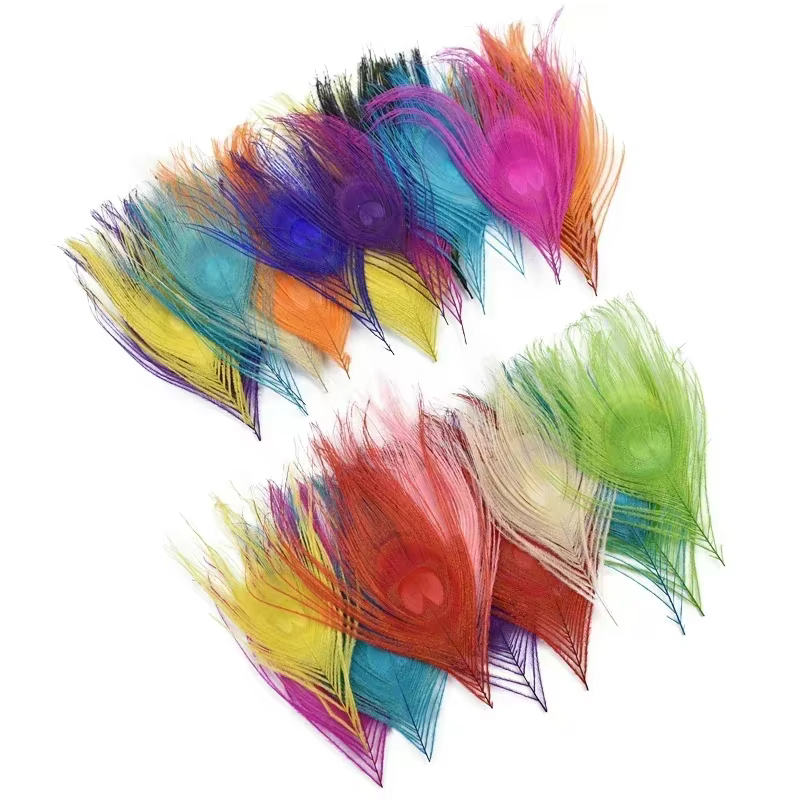 Plumes de paon colorées
