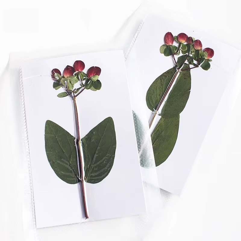 Nouvelle branche Premium couleur originale pressée perle de Dragon de feu fleurs séchées cadre Photo bricolage décoration de noël fournitures artisanales