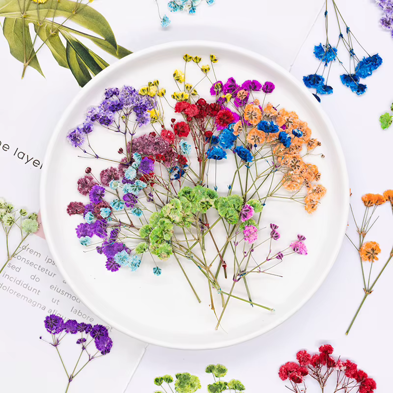 12 pièces, fleurs de gypsophile séchées et pressées teintées