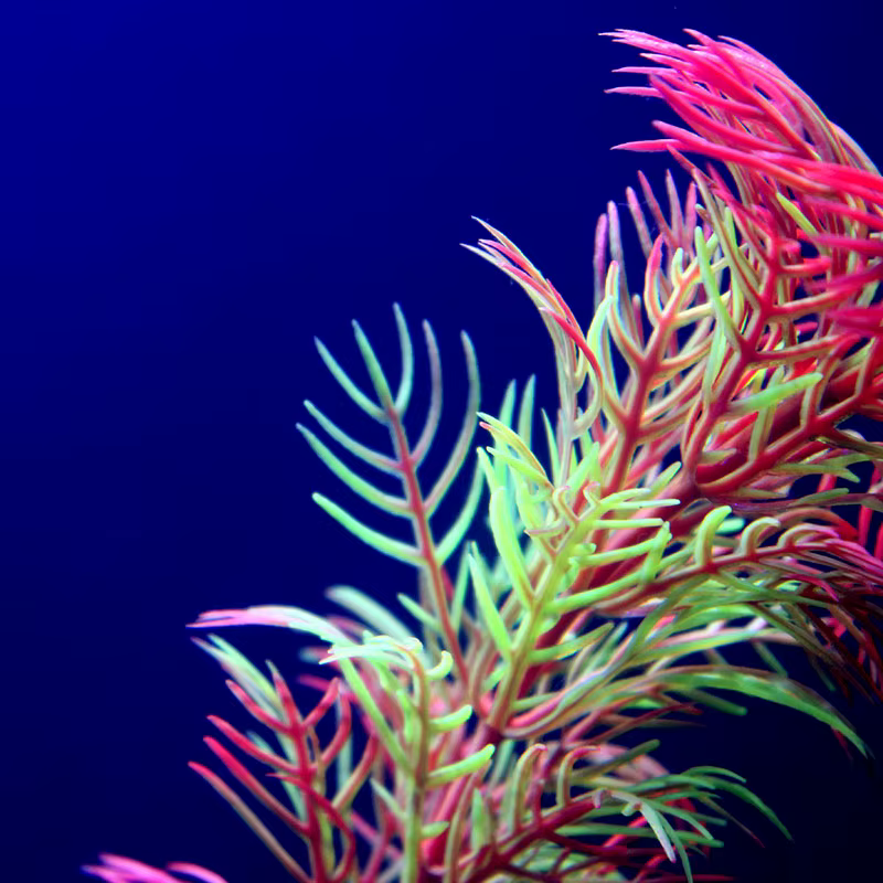 Plantes d'aquarium artificielles sous-marines multiples