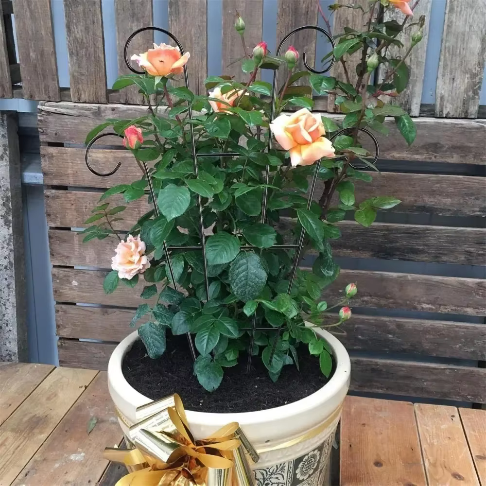 2 treillis pour plantes grimpantes extérieures