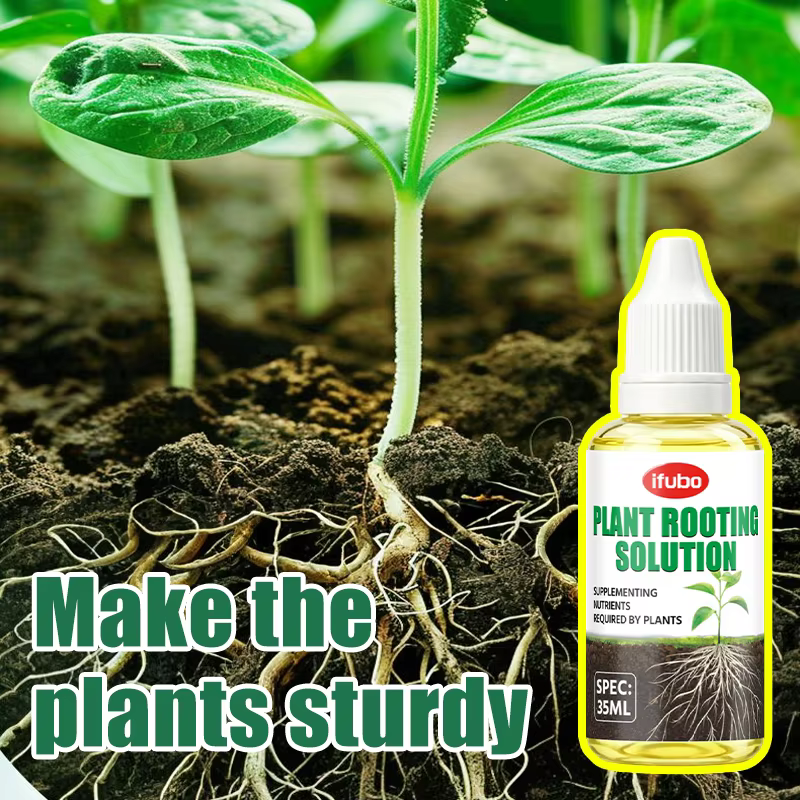 Solution nutritive pour l'enracinement des plantes