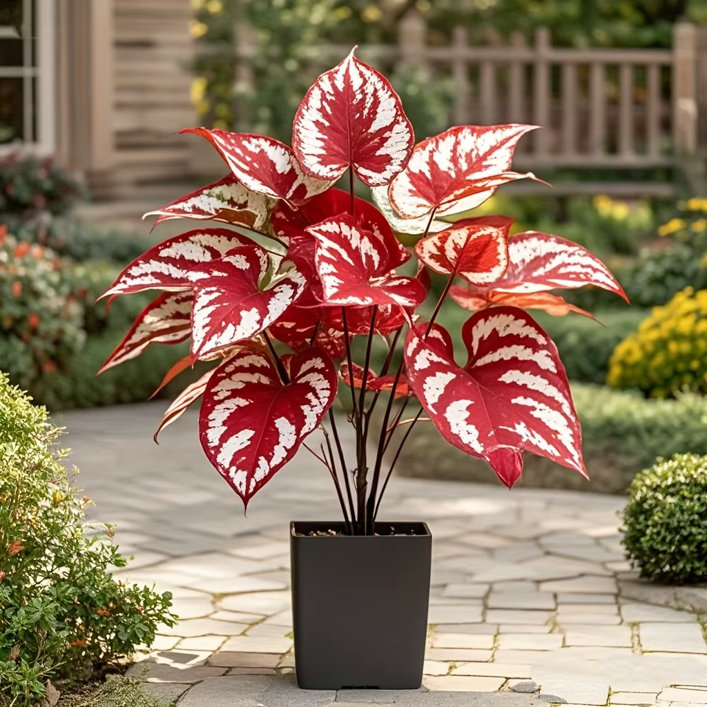 Plante artificielle à feuilles rouges avec rayures blanches