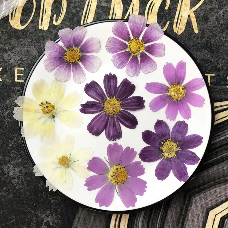 50X séché pressé naturel violet blanc Cosmos Galsang fleurs plante herbier pour carte postale cadre Photo bijoux signet bricolage