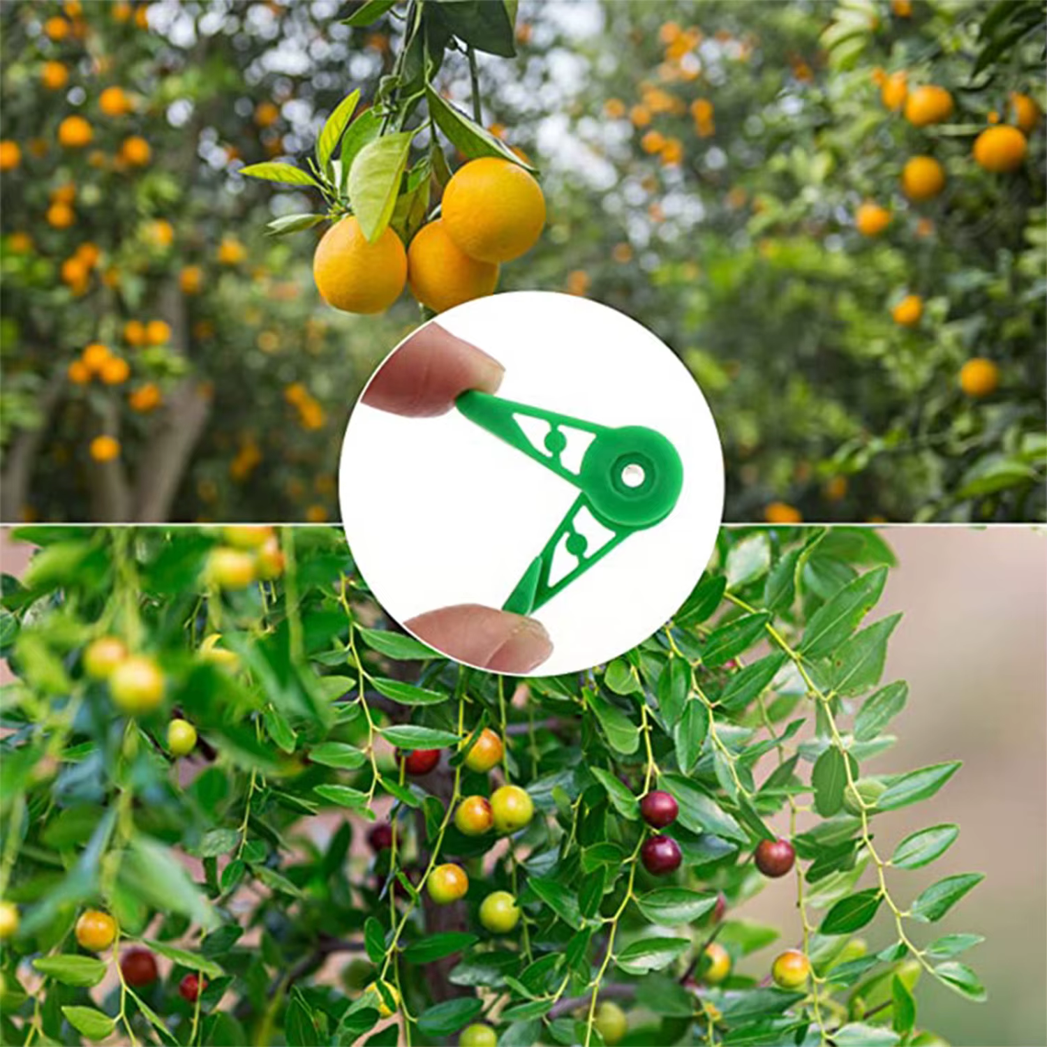 Clips d'entraînement de cintreuse de Branches de plantes