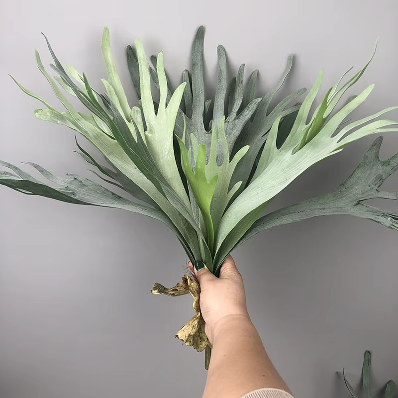 Plantes succulentes réalistes